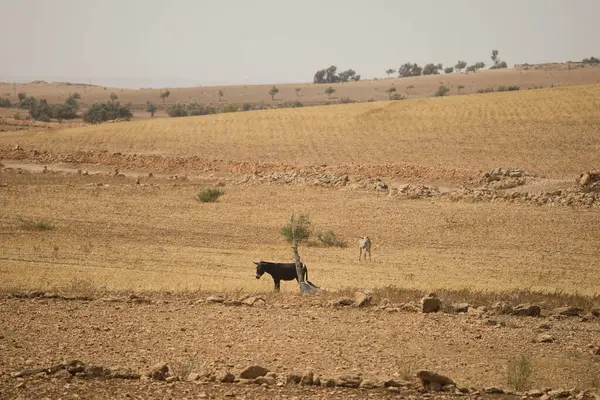 Bu fotoğraf Fas gezisi sırasında çekildi..