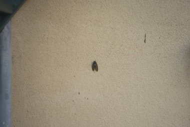 Ağustos böcekleri her yaz evimize gelir..