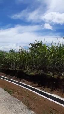 Mavi Gök Altında Şekerkamışı Tarlaları