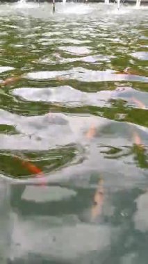 Glimpses of Koi: Vibrant Fish in Reflective Pond Waters