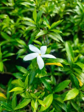 Narin beyaz bir Tabernaemontana divaricata çiçeği yemyeşil yapraklardan oluşan el değmemiş bir güzelliğe karşı duruyor.