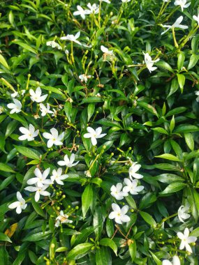 Tabernaemontana divaricata 'nın yemyeşil bir çiti sayısız beyaz çarkıfelek çiçekleri ile süslenmiş, huzurlu ve güzel bir manzara yaratıyor.