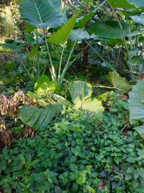 Dev Taro Yaprakları Lush, büyük taro bitkisi yaprakları, Endonezya 'nın Malang kentindeki tropik bir bahçenin canlı biyolojik çeşitliliğini gözler önüne sererek, zengin yeşil çalılıkların arasında dimdik ayakta duruyor..