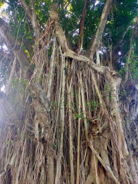 Büyük bir banyan ağacının devasa kökleri aşağı doğru akarak verimli ortamda nefes kesen doğal bir perde oluşturuyor..