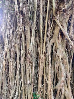 Antik Kök Sarılması: Bir banyan ağacının karmaşık hava kökleri, yoğun, büyüleyici doğal bir perde, zamana ve büyümeye bir vasiyet oluşturur.