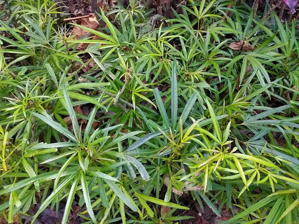 İnce, canlı yeşil Podocarpus makrophyllus yapraklarından oluşan yoğun bir küme güzel, doğal bir zemin örtüsü oluşturuyor.