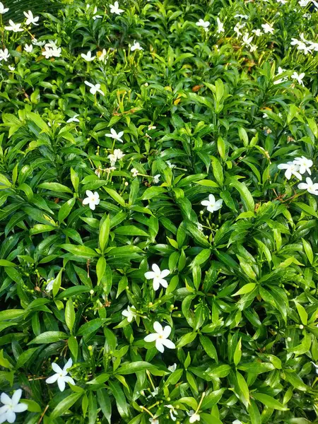 Narin beyaz çiçeklerin noktaladığı gür yeşil yapraklar canlı ve dingin doğal bir zemin oluşturur.