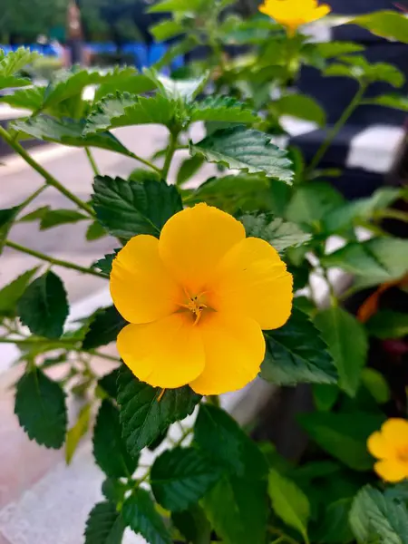 Canlı bir Turnera ultraviyole çiçeği, parlak sarı yapraklar ve zıt bir merkez, neşeli bir manzara. 