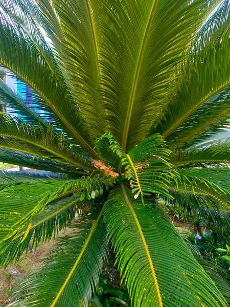 Canlı yeşil bir Cycas revoluta 'nın yakın çekim görüntüsü, karmaşık yaprakları simetrik olarak yayılıyor, doğal güzellik ve dokuyu sergiliyor.