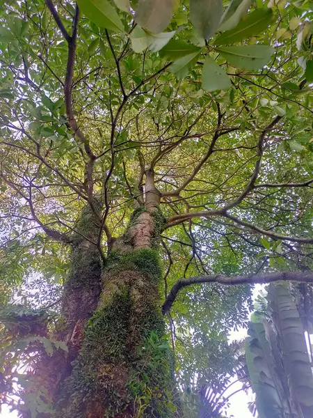 Antik Yeşil Sentinel: Canlı yeşil yosunlarla kaplı görkemli bir ağaç gövdesi, ışığa doğru uzanan dallar, doğanın ebedi gücünü simgeliyor.