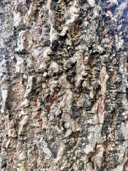 Soyut Ağaç Kabuğu dokusu: Engebeli ve detaylı bir ağaç kabuğu yakın plan, eşsiz desenlerini, toprak tonlarını ve doğal yıpranmış güzelliğini sergiliyor.