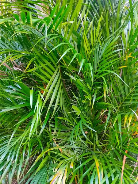 Lush Areca Palm Fronds: Yoğun, yeşil Areca Palm yapraklarından oluşan canlı bir ekran, canlandırıcı bir tropikal zemin oluşturur..