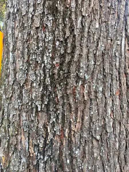 Çarpıcı Ağaç Kabuğu dokusu: Bir ağaç gövdesinin yakın çekimi, kaba, doğal desenlerini ve toprak tonlarını sergiliyor, kırsal ve doğa temalı tasarımlar için mükemmel..