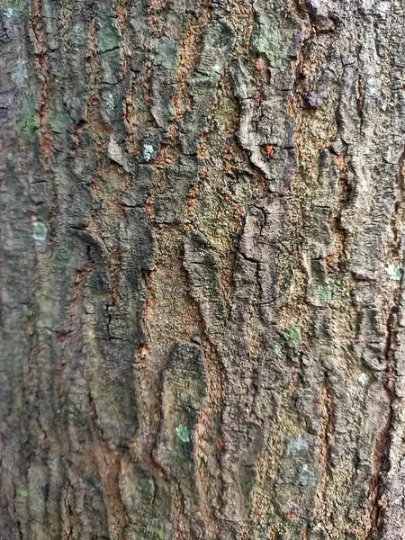 Ebedi Ağaç Kabuğu: Dokulu ağaç kabuğunun yakın plan görüntüsü, doğal desenlerini, pürüzlülüğünü ve toprak tonlarının yeşil ipuçlarıyla harmanlanmasını gösteriyor.