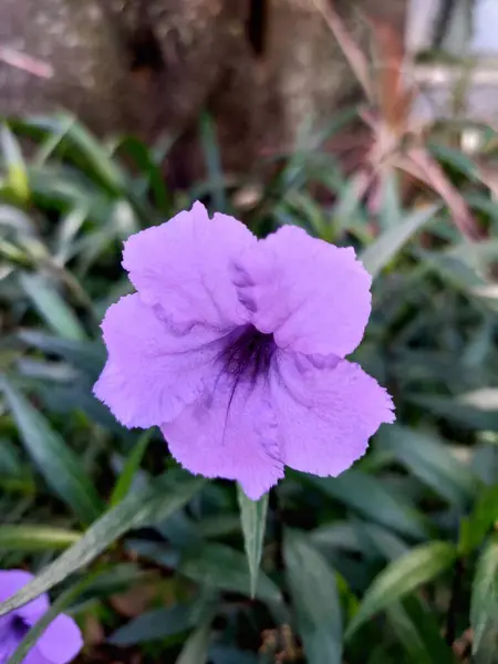 Malang 'da lavanta çiçeği: Çiçek açmış güzel bir Ruellia simplex çiçeği, narin mor yaprakları yumuşak yeşil yapraklara karşı canlı bir kontrasttır.