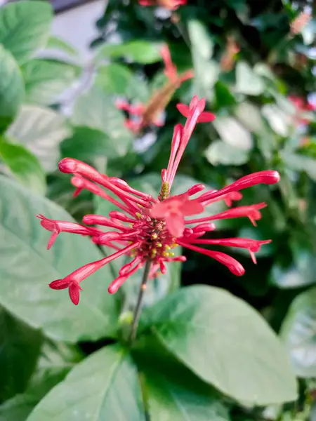 Dinamik Kırmızı Odontonema: 