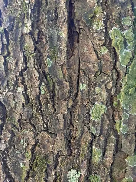 Bark 'a Yakından Bir Bakış: Ağaç kabuğunun detaylı dokusu, engebeli yüzeyi, doğal desenleri ve yeşil yosun ipuçlarını gösteriyor.