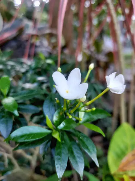 İhtişamlı beyaz yasemin çiçekleri, saflığın ve doğal zarafetin bir sembolü..