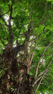 Olgun bir ağacın canlı, yapraklı gölgesine bakmak, güçlü dalları ve yeşil yaprakları doğal bir sükunet ve bol bir büyüme hissi yaratır.