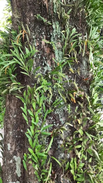 Canlı yeşil epifitler, muhtemelen eğrelti otları ya da küçük orkideler, bir ağaç gövdesinin dokulu kabuğunda gelişerek doğal ahengi sergiliyorlar..