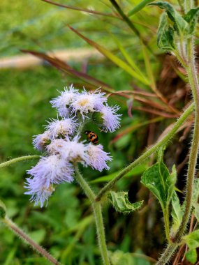 Yumuşak bir odak noktası açık mor Ageratum conyzoides çiçeğini yakalar, genellikle Billykeçi-otu olarak adlandırılır, çiçeklerin arasında dinlenen küçük çizgili bir böcek ile.. 