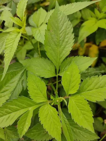 Canlı bir yeşil yaprak yakın plan, muhtemelen Bidens pilosa veya Devil 's Dilgarticks, dokulu yüzeyi ve doğal canlılığını sergiliyor. Botanik, doğa ve bitkisel temalar için ideal..