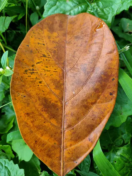 Altın Jackfruit Yaprağı: Doğanın Sonbahar Sanatı