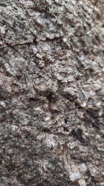 Sert, yıpranmış ağaç kabuğunun detaylı görüntüleri doğal desenlerini ve toprak tonlarını gözler önüne seriyor. Organik altyapılar ve doğa temaları için mükemmel.,