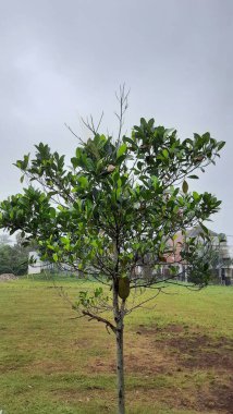 Yeşillik bir tarlada genç Jackfruit ağacı