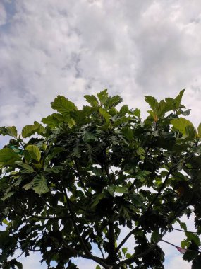 Parlak, bulutlu bir gökyüzüne uzanan geniş, sağlıklı yeşil yaprakları olan yemyeşil bir ağaç tepesi. Bu yukarı doğru bakış açısı, tropikal manzaralarda yaygın olarak görülen doğal canlılığı sergiler.