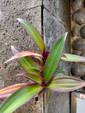 Beşikteki canlı bir Musa bitkisi (Tradescantia spathacea veya Rhoeo renk değişimi) çarpıcı yeşil ve mor yapraklarını sergiliyor ve dokulu bir taş duvara karşı gelişiyor. Bahçe ve doğa temaları için ideal.