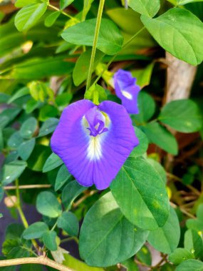 Kelebek Pea ya da Nilkanth olarak da bilinen parlak mor bir Klitorya çiçeğinin göz kamaştırıcı yakın çekimi, doğal güneş ışığında yemyeşil yapraklarla çevrilidir. Sağlık, bahçe ve güzellik temaları için mükemmel..