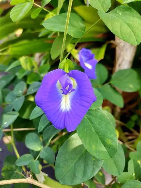 Kelebek Pea ya da Nilkanth olarak da bilinen parlak mor bir Klitorya çiçeğinin göz kamaştırıcı yakın çekimi, doğal güneş ışığında yemyeşil yapraklarla çevrilidir. Sağlık, bahçe ve güzellik temaları için mükemmel..