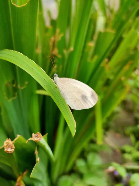 Küçük beyaz bir güve ya da kelebeğin sakin bir yakın çekimi yemyeşil yaprakların üzerine tünemiş, ince detaylarını ve doğal kamuflajını vurguluyor..