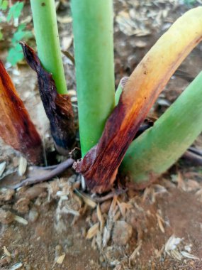 Üzerinde koyu kahve bulunan, kırık mavi kenarlı, eski tip bir mineli kahve fincanının yukarıdan aşağı görüntüsü. Kırsal, zamansız bir hissi ve basit bir biranın rahatlığını çağrıştırıyor.