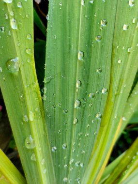 Canlı, yeşil bir bitki bıçağının yakın plan görüntüsü ışıl ışıl yağmur damlalarıyla bezenmiş, ferahlatıcı bir duştan sonra doğanın canlılığını ve canlılığını gözler önüne seriyor. 