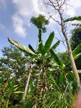 Geniş yeşil yapraklı canlı muz ağaçları yoğun tropikal bitkiler arasında dimdik durur, parlak mavi gökyüzüne uzanır, canlı bir yağmur ormanının özünü yakalar..