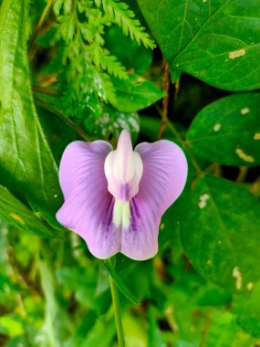 Güzel, yumuşak, mor bir bezelye çiçeği (Klitoria ternatea) yeşil yaprakların arasında canlı bir şekilde çiçek açar. Bu popüler bitkinin eşsiz ve narin güzelliğini yakalıyor.
