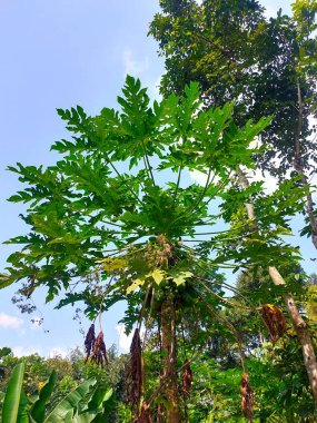Tomurcuklanan papaya ağacı dimdik ayakta duruyor, belirgin çizgili yaprakları açık mavi gökyüzüne karşı canlı bir yeşil, tropikal sıcaklığı işaret ediyor. 
