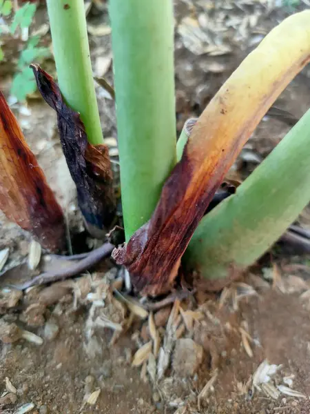 Üzerinde koyu kahve bulunan, kırık mavi kenarlı, eski tip bir mineli kahve fincanının yukarıdan aşağı görüntüsü. Kırsal, zamansız bir hissi ve basit bir biranın rahatlığını çağrıştırıyor.