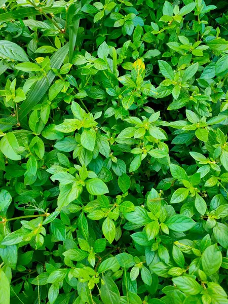 Değişik yeşil yaprak ve bitkilerden oluşan canlı ve gür bir alan zengin bir doğal arkaplan ya da doku oluşturur..