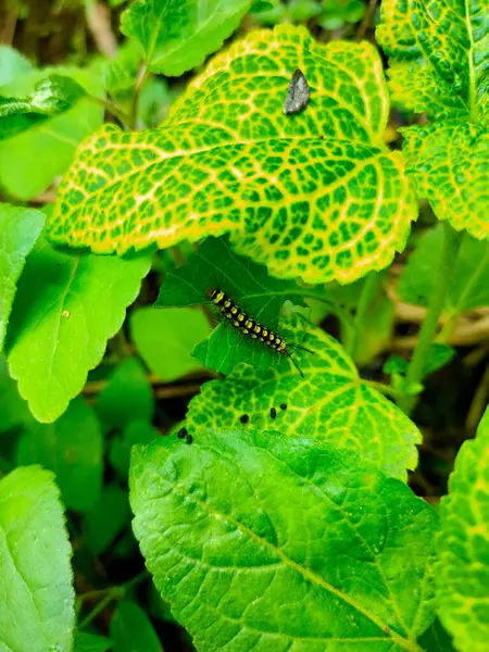 Çizgili bir tırtıl canlı yeşil bir yaprağın üzerinde uzanır. Açık sarı damarları gösterir. Doğal süreçleri veya potansiyel bitki hastalıklarını gösterir.