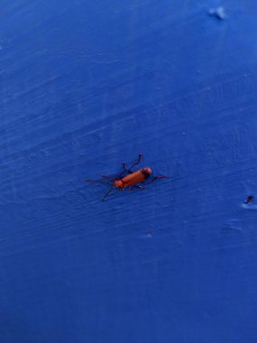 Canlı bir turuncu veya kırmızımsı böcek, muhtemelen bir asker böcek (Rhagonycha fulva), dokulu, koyu mavi bir arka plana karşı cesurca durmaktadır.