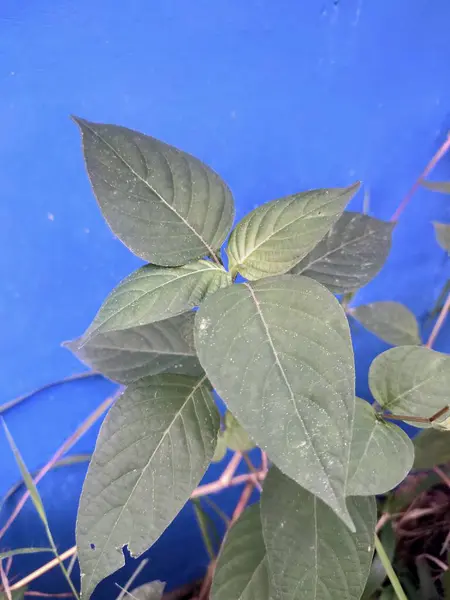 Bir bitkinin yemyeşil yaprakları, muhtemelen Paederia, çarpıcı, sade mavi bir arka plana karşı canlı bir şekilde duruyor, doğal basitliği gösteriyor..