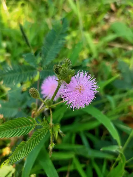  Dokunmaya duyarlı yapraklarıyla bilinen narin pembe-mor Mimosa pudika çiçekleri yemyeşil bir ortamda çiçek açarlar.