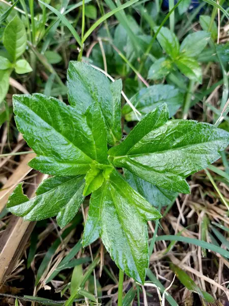 Yeşillik, sağlıklı yeşil yapraklar, muhtemelen Sphagneticola trilobata ya da Wedelia, doğada yoğun ve canlı bir zemin örtüsü oluşturur.