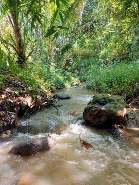  Canlı bir dere, yoğun, güneşli bir ormanda dolaşır, doğal kayaların üzerinden akar ve bol yeşil yapraklarla çevrilidir. 