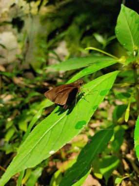 Narin kahverengi bir kelebek, canlı yeşil bir yaprağın üzerinde huzur içinde yatar. Parlayan su damlacıklarıyla süslenir, huzurlu bir anda yakalanır. 