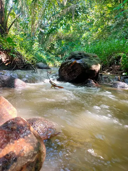 Canlı bir akarsu, yoğun, güneş lekeli yeşil ormanın içine yerleşmiş doğal kayaların üzerinde ve çevresinde enerjik bir şekilde akar. 
