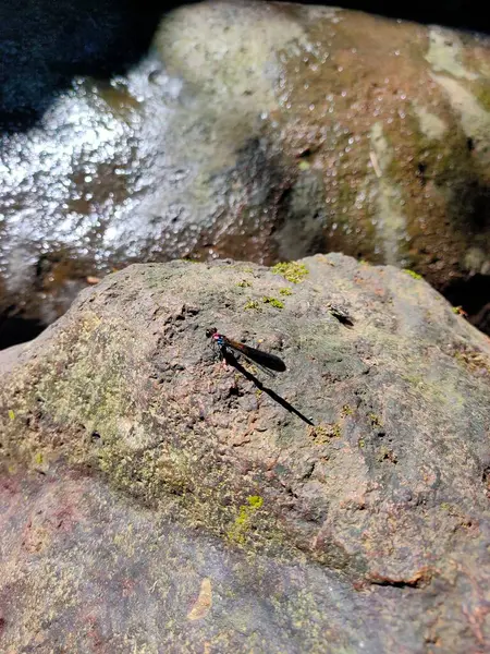 İnce, siyah bir kızböceği, suyun yanındaki yosunlu bir kayanın üzerinde sessizce dinlenir ve huzurlu bir anı yakalar.